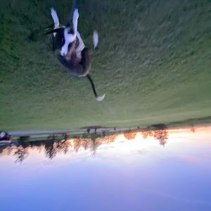 Meet your Posher, Weston